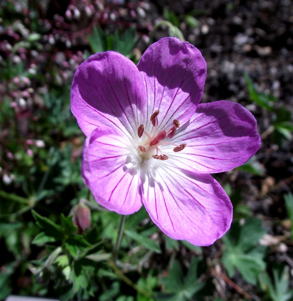 Geranium californicum at the UC Botanical Garden, Berkeley, California, USA. Identified by sign.