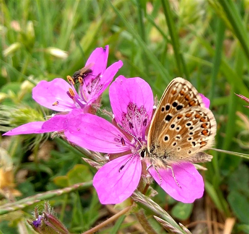 Aricia morronensis with its larval host plant, Erodium glandulosum. June 24, 2019.