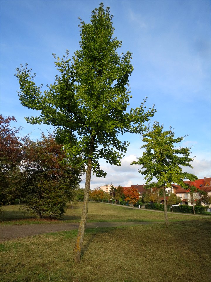 Ginkgo (Ginkgo biloba) im Landesgartenschaupark Hockenheim