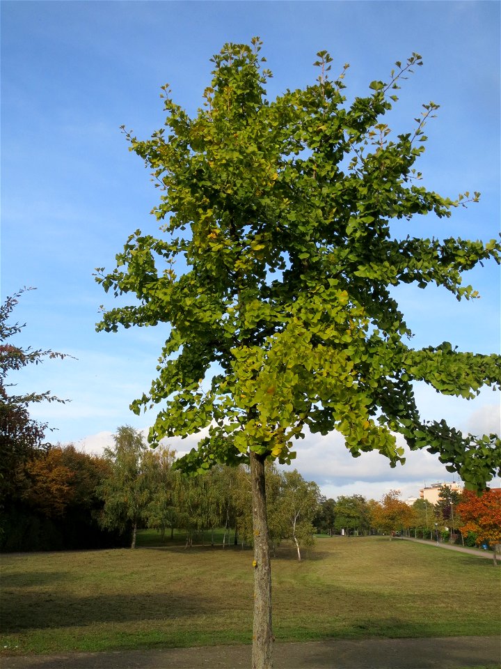 Ginkgo (Ginkgo biloba) im Landesgartenschaupark Hockenheim