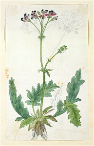 IdentificatieTitel(s): Pelargonium pulchellum Simsgeranium (titel op object)Objecttype: tekening albumblad Objectnummer: RP-T-1914-18-1Opschriften / Merken: annotatie, rechtsonder, potlood: ‘geranium’