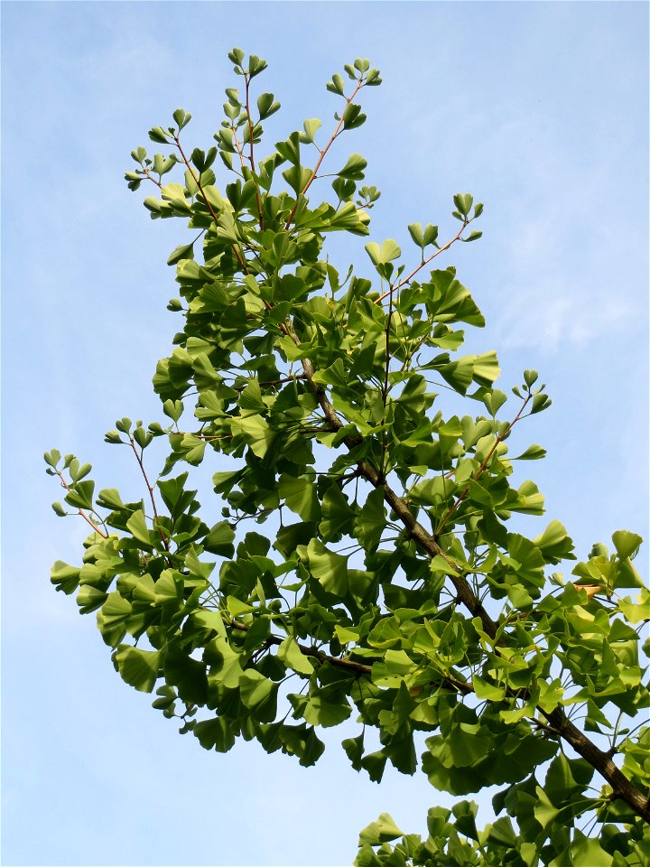 Ginkgo (Ginkgo biloba) im Landesgartenschaupark Hockenheim