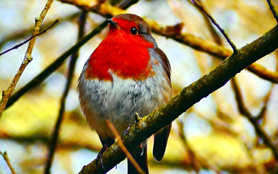 Little bird outdoors nature