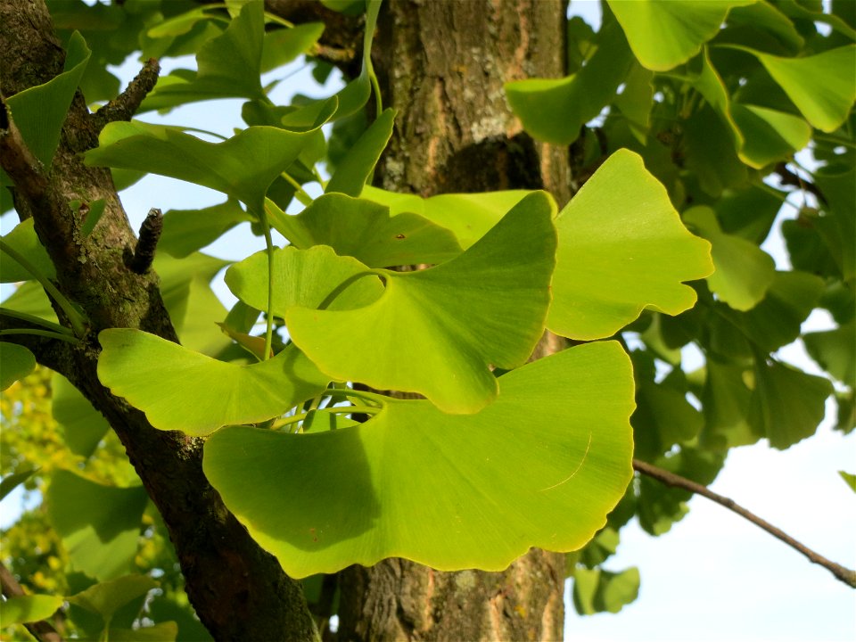 Ginkgo (Ginkgo biloba) im Landesgartenschaupark Hockenheim