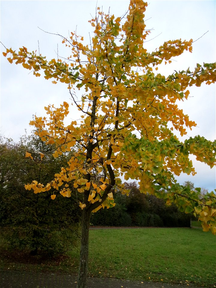 Ginkgo (Ginkgo biloba) im Landesgartenschaupark Hockenheim