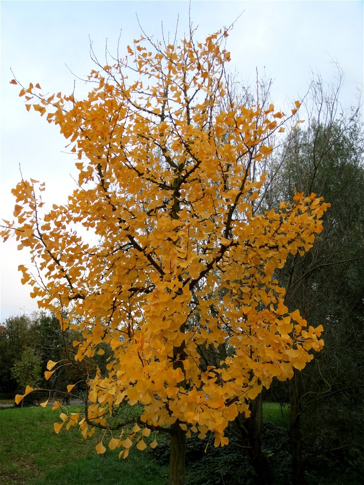 Ginkgo (Ginkgo biloba) im Landesgartenschaupark Hockenheim