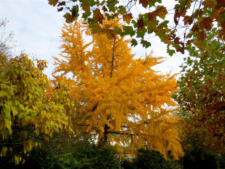 Ginkgo (Ginkgo biloba) am Staden in Saarbrücken