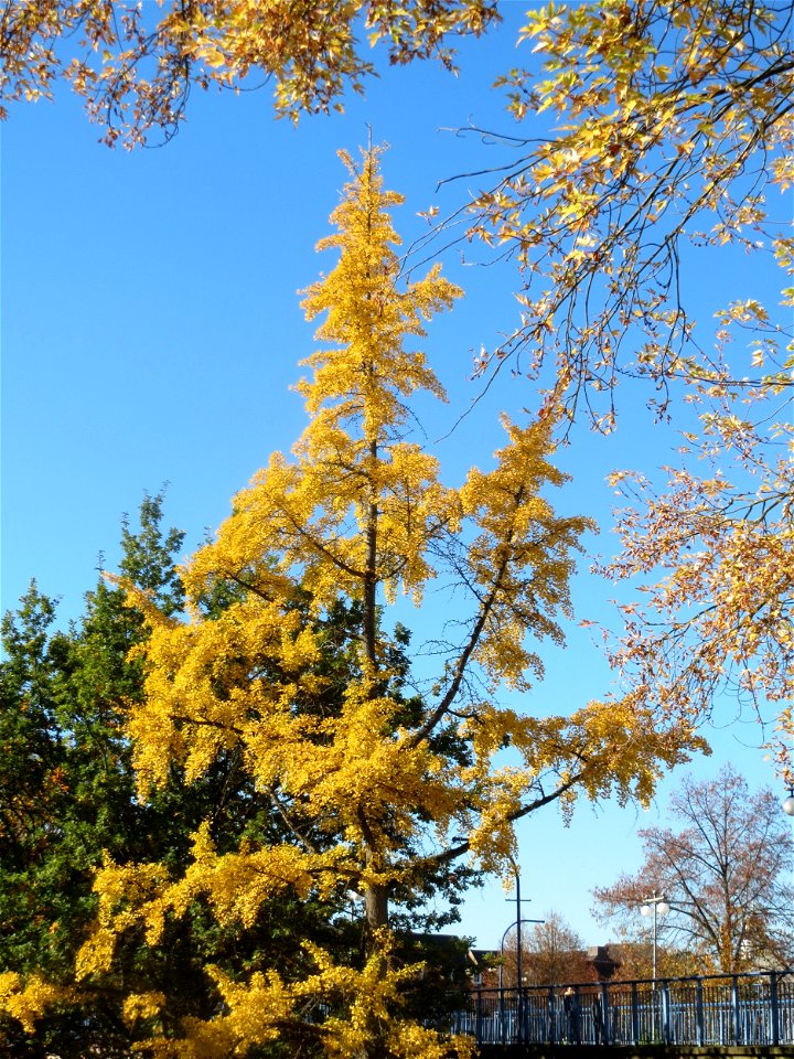 Ginkgo (Ginkgo biloba) an der Alten Brücke in Saarbrücken