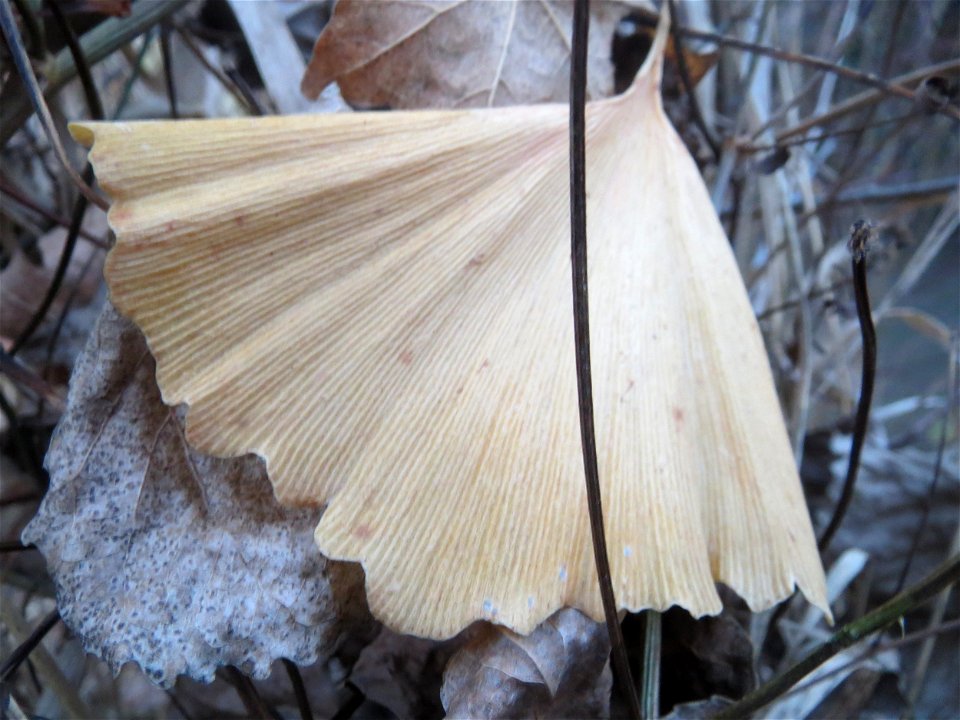 Ginkgo (Ginkgo biloba) in Hockenheim