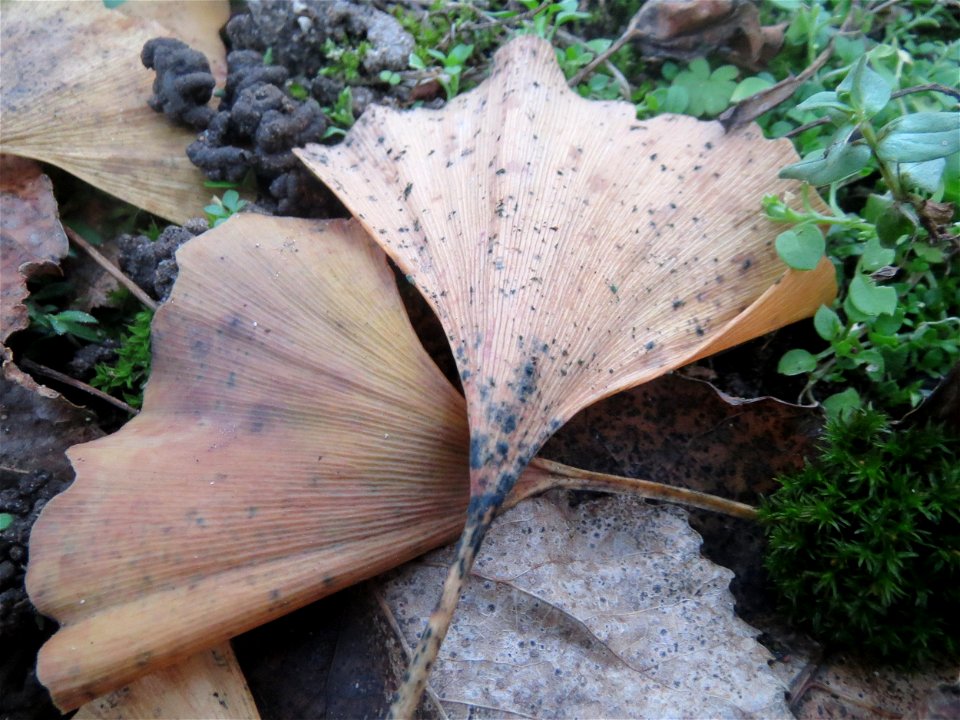 Ginkgo (Ginkgo biloba) in Hockenheim