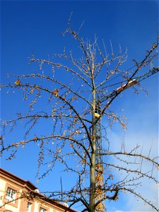 Ginkgo (Ginkgo biloba) am Schloss Mannheim - Ursprung: Ostasien photo