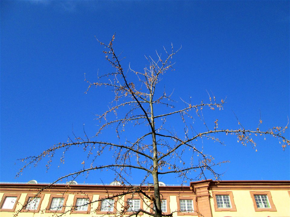 Ginkgo (Ginkgo biloba) am Schloss Mannheim - Ursprung: Ostasien