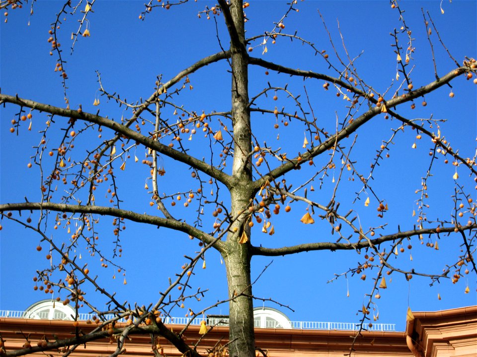 Ginkgo (Ginkgo biloba) am Schloss Mannheim - Ursprung: Ostasien