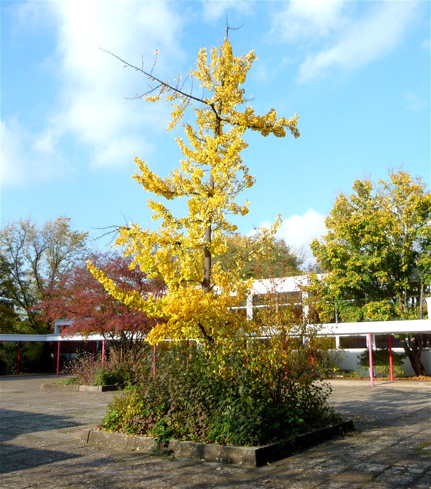 Albert-Schweitzer-Schule (Ludwigshafen), Germany