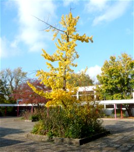 Albert-Schweitzer-Schule (Ludwigshafen), Germany