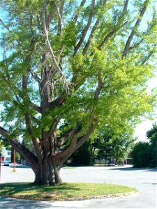 A Ginko Biloba tree near the center of the village of Clinton, New York. This particular tree was planted circa 1850 by the Rural Art Society. This photo was taken in 2007. photo