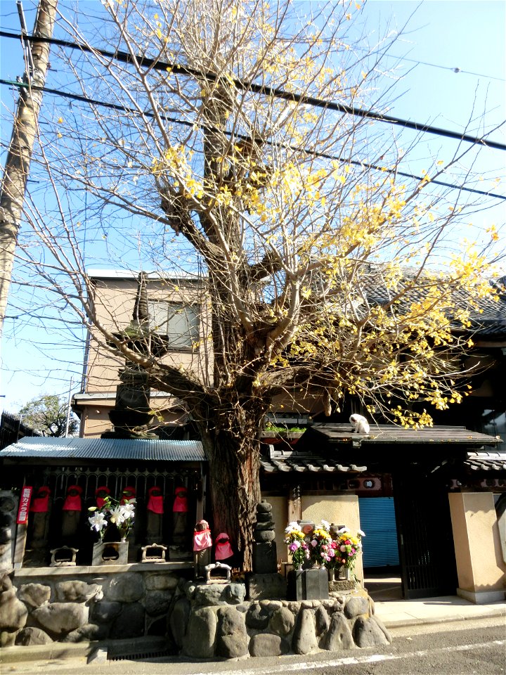 Daisho-ji no Icho