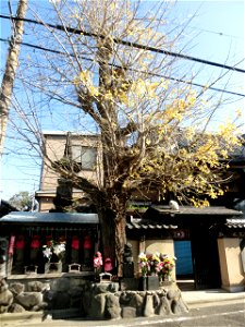 Daisho-ji no Icho photo