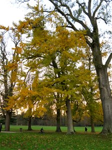 Female Ginkgo biloba in the park of the castle of Rentilly (Seine-et-Marne, France).