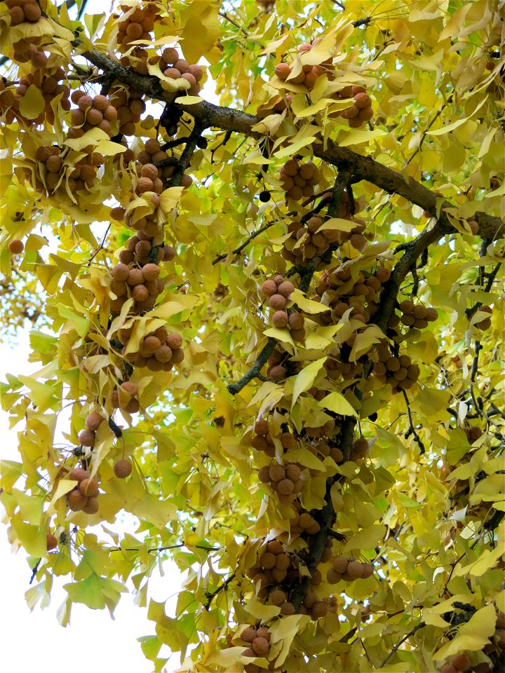 Fruits on a female Ginkgo biloba in the park of the castle of Rentilly (Seine-et-Marne, France).