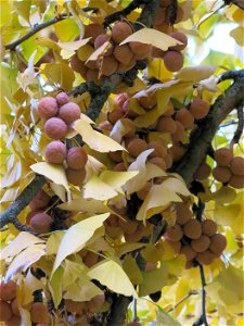 Fruits on a female Ginkgo biloba in the park of the castle of Rentilly (Seine-et-Marne, France).