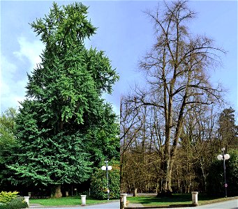 Ginkgo biloba in 7-15 Place François-Joseph Dargent, 1413 Luxemburg / Die Geographische Koordinaten sind (WGS84): 49.627294°, 6.130306°