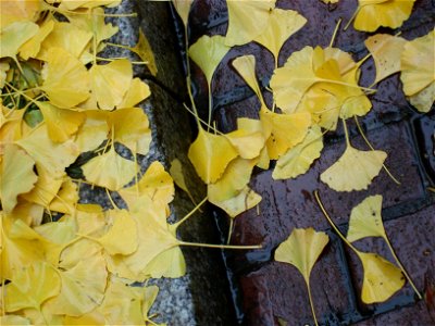 Autumn Gingko Leaves photo
