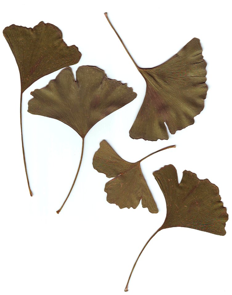 Scan of few dry Gingo Biloba leavs