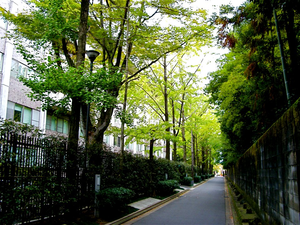 Long Row of Gingko Trees (Kinugasa Campus, Ritsumeikan University, Kyoto, Japan)