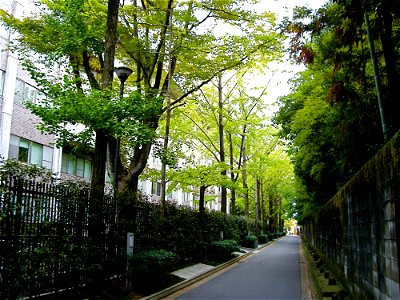 Long Row of Gingko Trees (Kinugasa Campus, Ritsumeikan University, Kyoto, Japan)