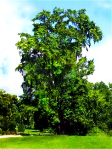 Einer der ältesten Ginkgobäume in Kew
männlich, 1762 gepflanzt