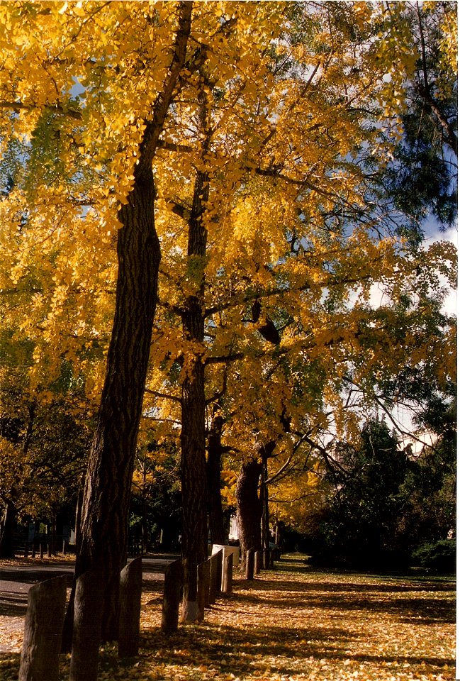 Ginkgo biloba en el camino de entrada al Museo de La Plata, Buenos Aires, Argentina, mes de mayo (otoño).