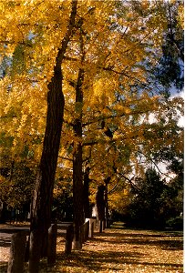 Ginkgo biloba en el camino de entrada al Museo de La Plata, Buenos Aires, Argentina, mes de mayo (otoño).