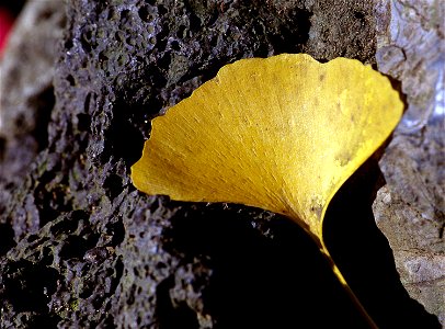 Ginkgo leaf on volcanic rock. Japan.