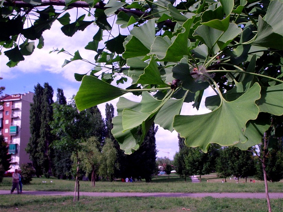 Foglie di Ginkgo biloba al parco Colletta di Torino