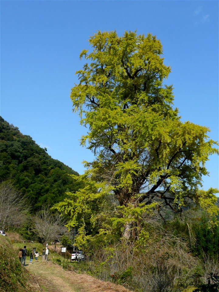 Ginkgo Tree in Sarukawa (Takaoka, Miyazaki City, Japan)