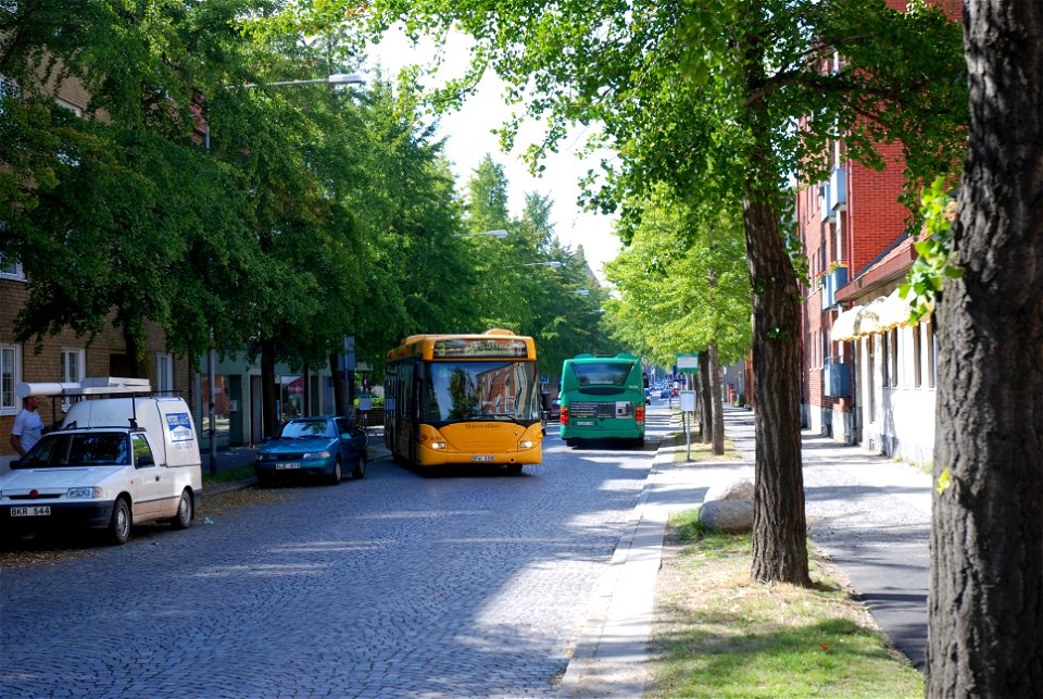 Nygatan alley of Ginkgo trees, Trelleborg, Sweden