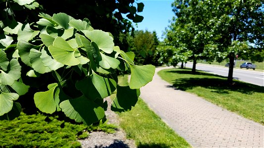 Chadwick Arboretum and Learning Gardens
The Ohio State University

Columbus, Ohio