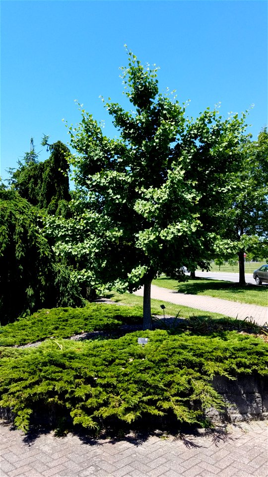 Chadwick Arboretum and Learning Gardens
The Ohio State University

Columbus, Ohio