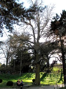 Ginkgo biloba in the Jardin des Plantes in Paris. Identified by its botanic label.