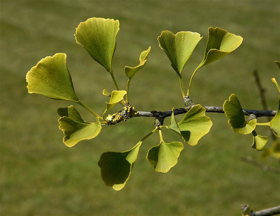 Ginkgo biloba leaves