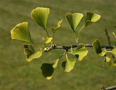 Ginkgo biloba leaves