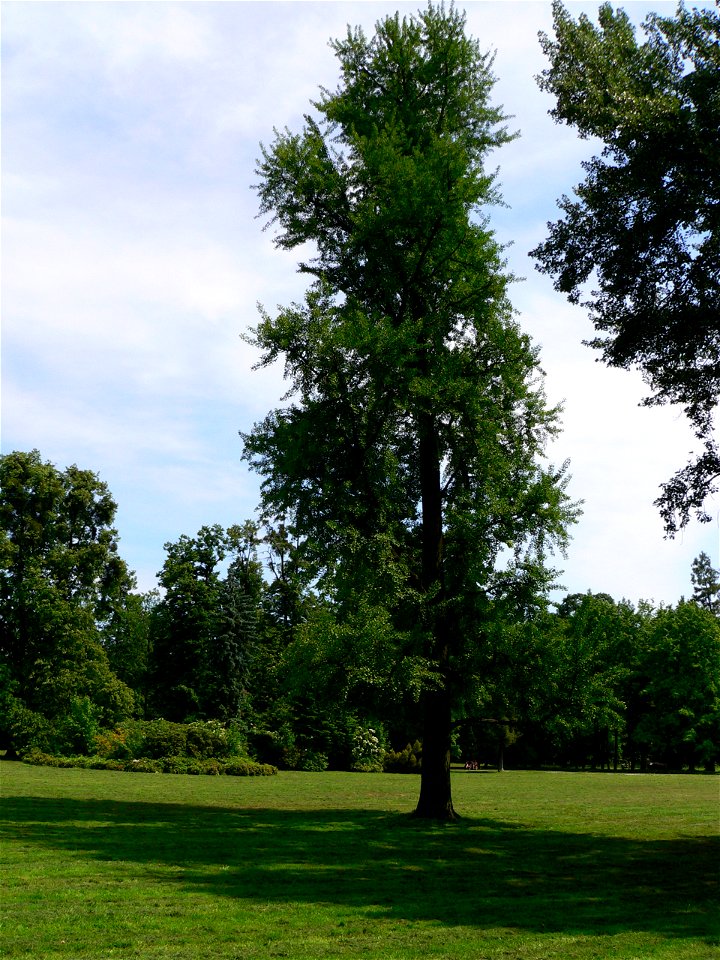Ginkgo biloba in Karviná.