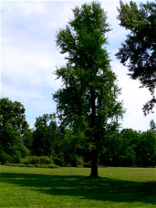 Ginkgo biloba in Karviná.
