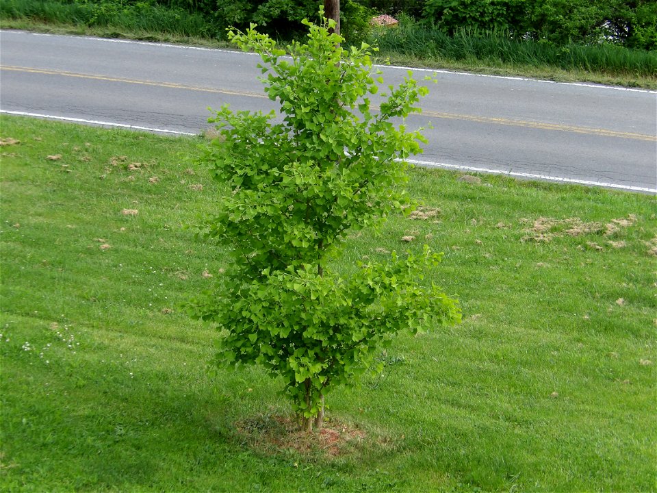 Sapling of Ginkgo biloba
