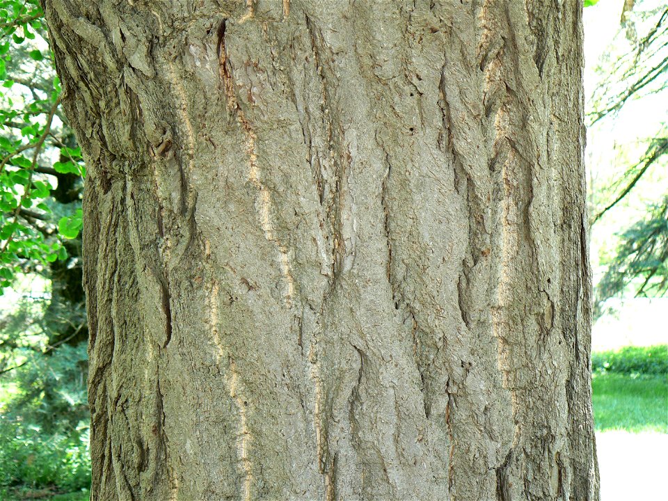Bark detail of the Ginkgo tree