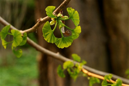 Young leaves of Ginkgo biloba