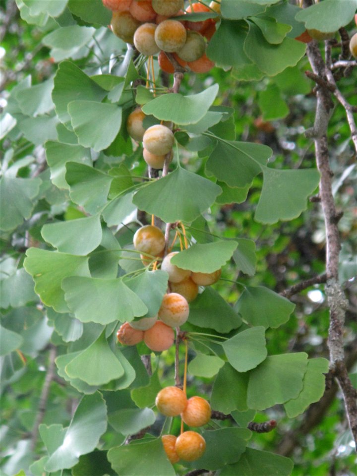 Fruits of Ginkgo biloba in the bambouseraie de Prafrance, Gard, France.