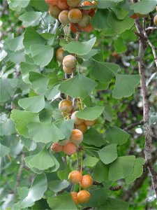 Fruits of Ginkgo biloba in the bambouseraie de Prafrance, Gard, France.