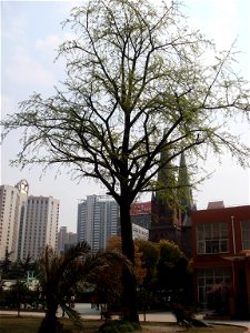 Ginkgo biloba in Xuhui High School, Shanghai.